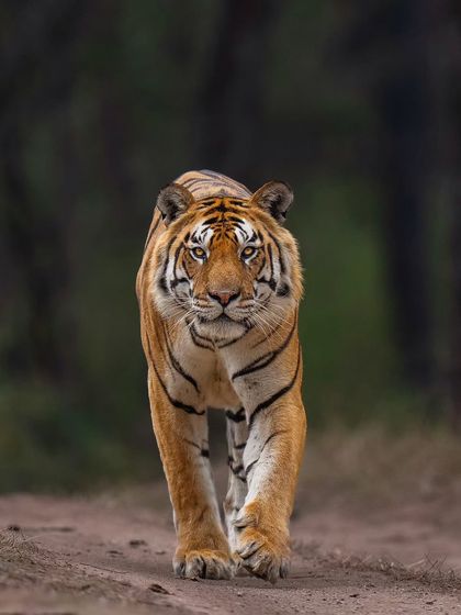 Tigers of India's Jungles photo 58