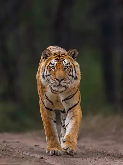 Another angle of the magnificent Z1 Male from Kanha, showing his powerful build and focused intent as he patrols his territory.