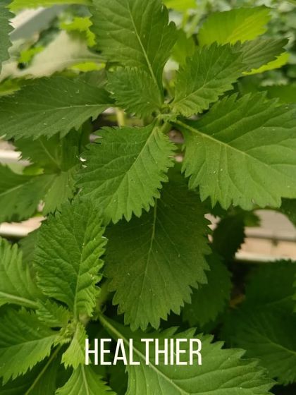 Plants receive a perfectly balanced diet of minerals, making them healthier and more robust. This translates directly into more nutrient-dense food for you.