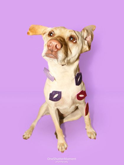 Priyanka - Themed & Special Occasion Pet Photography The Goofy & The Majestic: Studio Portraits photo 20