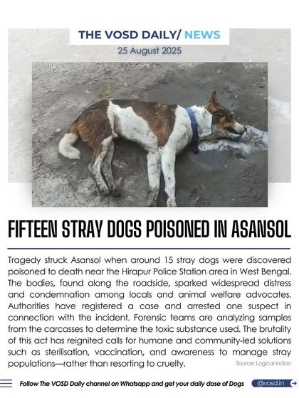 Fifteen stray dogs were found poisoned to death in Asansol, West Bengal. The brutality of this act has reignited calls for humane, community-led solutions like sterilization and vaccination, rather than resorting to cruelty.