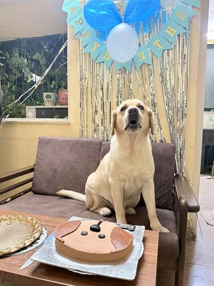 Scotch the Labrador posing proudly next to his lookalike cake. We bake these with wholesome rolled oats and pet-safe peanut butter, ensuring a treat that's both fun and healthy.