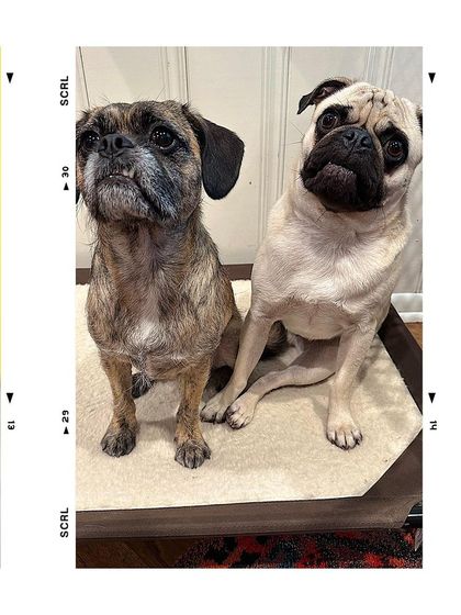 Tulsa Dog Trainer - Immersive Board & Train Programs Board & Train Graduates photo 103