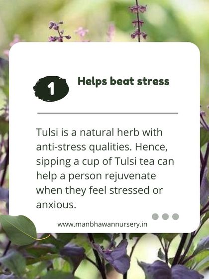 One of the key health benefits of Tulsi is its ability to help beat stress. As a natural herb with anti-stress qualities, sipping a cup of Tulsi tea can help you feel rejuvenated and calm.