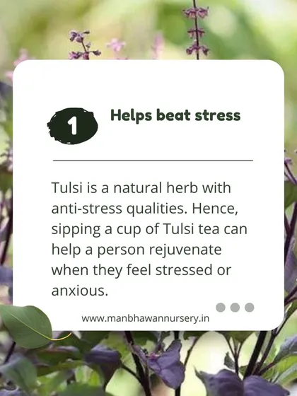 One of the key health benefits of Tulsi is its ability to help beat stress. As a natural herb with anti-stress qualities, sipping a cup of Tulsi tea can help you feel rejuvenated and calm.