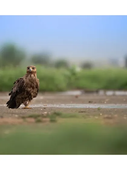 An eagle stands on the ground in a wide, open landscape, looking directly at the camera. The composition highlights the bird's solitary and commanding presence.