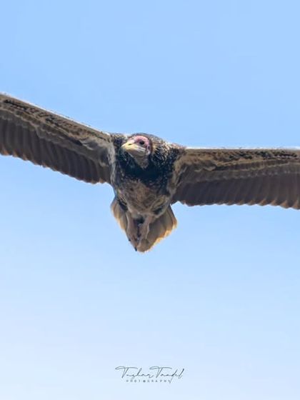 Avian Portraits: The Birds of India photo 19