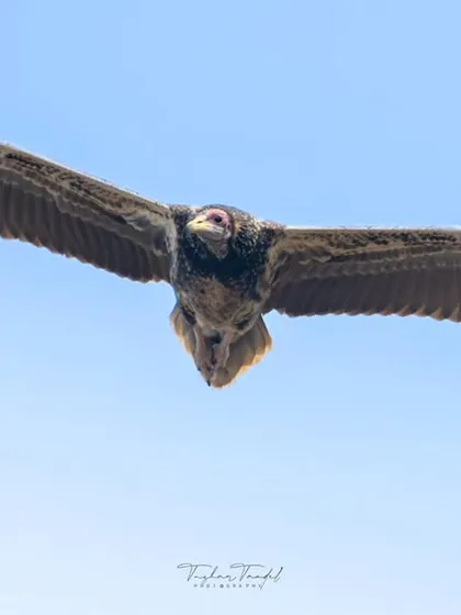 An Egyptian vulture soars with wings outstretched against a clear blue sky. This shot captures the freedom and elegance of this majestic raptor in flight.