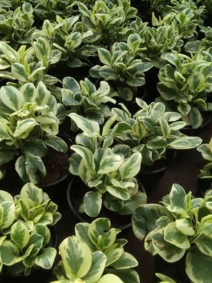 A nursery batch of variegated Peperomia Obtusifolia. The mix of cream and green on the leaves is lovely.