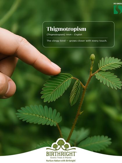 Did you know plants can feel? Thigmotropism is how plants like the 'touch-me-not' respond to touch, a reminder of how alive our green friends are.