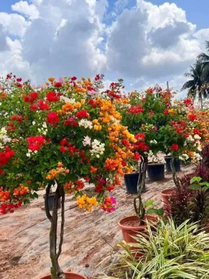 A row of my multi-colored bougainvillea trees at the nursery, showing a mix of red, orange, and white flowers under a bright, cloudy sky. This demonstrates the variety and quantity I have available for projects of any size.