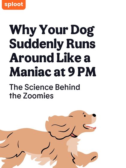 Ever wonder why your dog suddenly runs around like a maniac? This graphic series introduces the science behind the "zoomies," a common and often misunderstood dog behavior.