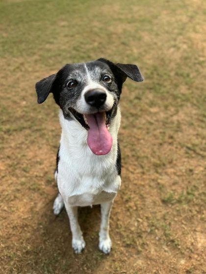 A happy, smiling face. This is what a well-cared-for dog looks like.