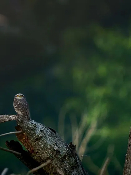 Two Spotted Owlets perched far apart on trees, a composition that shows their use of the environment.
