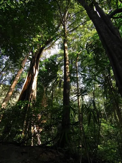Looking up at the towering trees of a dense evergreen forest, another type of tiger habitat. The sheer scale of the jungle highlights the wildness of the spaces these great cats command.