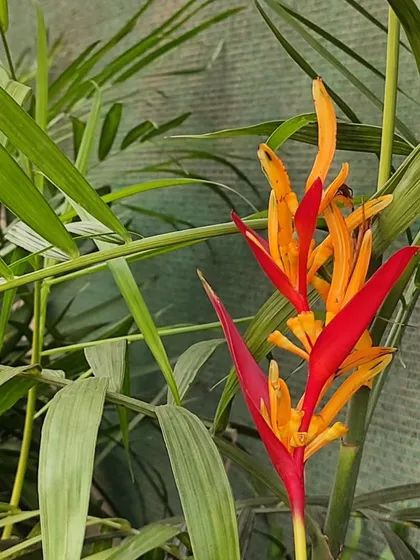 A vibrant orange and red Heliconia, also known as a lobster-claw, brings a fiery touch of the tropics to your garden.