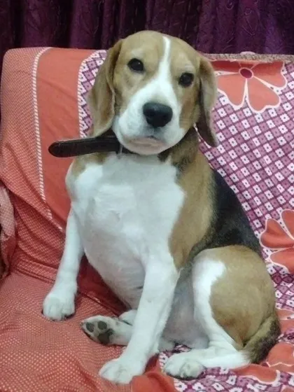 A Beagle sitting comfortably on the couch, waiting for some love. My home is their home.