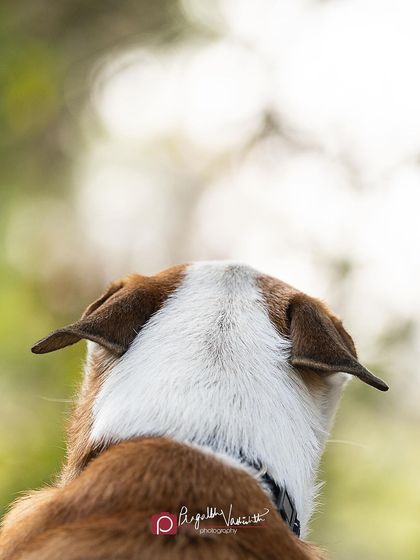 Pragalbh - Fine Art Pet Photography The Heart of the Street: Indie Dogs & Rescues photo 29