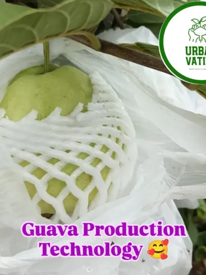 A close-up of a guava protected with our production technology, ensuring it grows to a perfect size and quality.