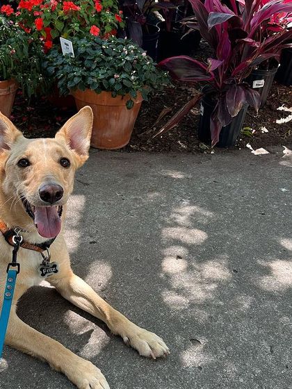 Tulsa Dog Trainer - Immersive Board & Train Programs Board & Train Graduates photo 109