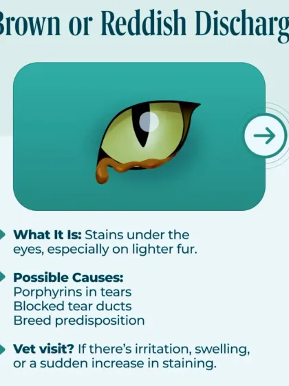 Have you noticed brown or reddish stains under your cat's eyes? This is often due to porphyrins in their tears and can be common in certain breeds. I can assess if it's a normal trait or a sign of a blocked tear duct.