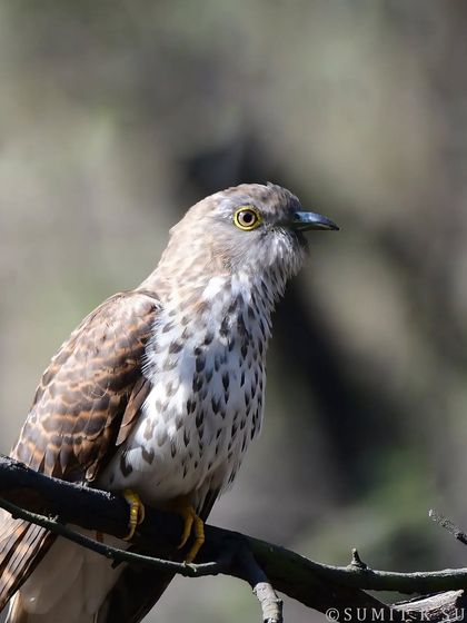 A portrait of the Common Hawk Cuckoo. This bird has become quite accustomed to human presence in some areas, allowing for wonderful photographic opportunities.