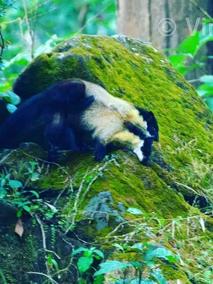 This is a very rare courtship of the Yellow-throated Marten, a ferocious and shy animal, observed in an unexplored region of Corbett. They are expert hunters, and seeing them in such a private moment was a true gift from the jungle.