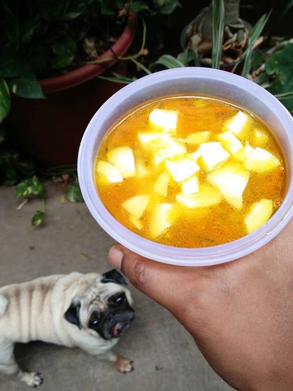 An egg and chicken soup I prepared for a client. My pug, Hichkey, is looking on because she loves eggs. This soup is a great way to add extra liquid and protein to your pet's diet.