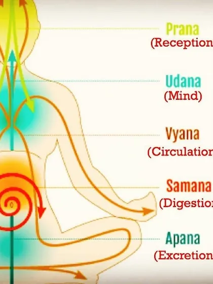 This diagram illustrates the five movements of Prana, or life force energy, within our body. Understanding how Prana governs everything from breath reception to digestion helps us use pranayama techniques more effectively. In my sessions, we learn to work with this energy to improve circulation, digestion, and mental clarity.