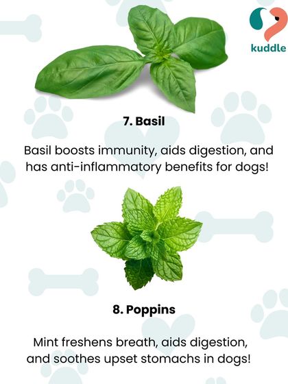 Kuddle - Pet Nutrition Consultation Is Your Pet a Picky Eater? photo 6