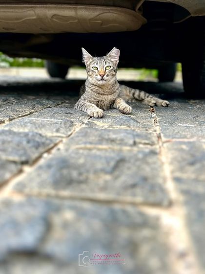 The color version of the confident cat, for comparison.