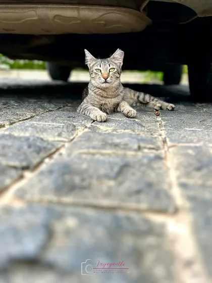 The color version of the confident cat, for comparison.