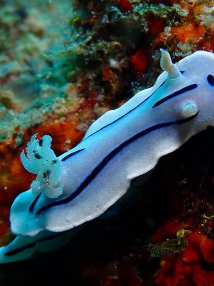 A stunning Chromodoris willani nudibranch. The vibrant colors of these sea slugs are a photographer's dream.