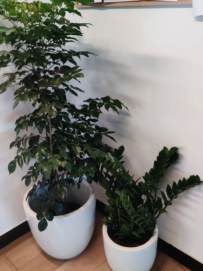 Corporate & Office Plantscaping photo 9