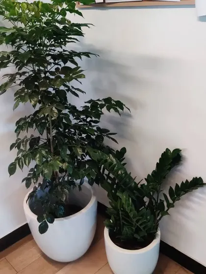 A tall China Doll plant and a ZZ plant in matching white planters, placed in the corner of an office. This pairing adds different textures and heights for a more dynamic look.