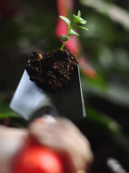 This is the ultimate goal of our work: creating rich, organic compost that gives life to new plants. A small seedling held on a trowel with our dark, crumbly flower compost shows the beautiful, circular process of turning waste back into a source of growth.