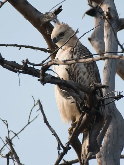 A wider view of the Changeable Hawk Eagle perched high in a tree. This shot shows the raptor in its natural environment, ever watchful of the forest below.
