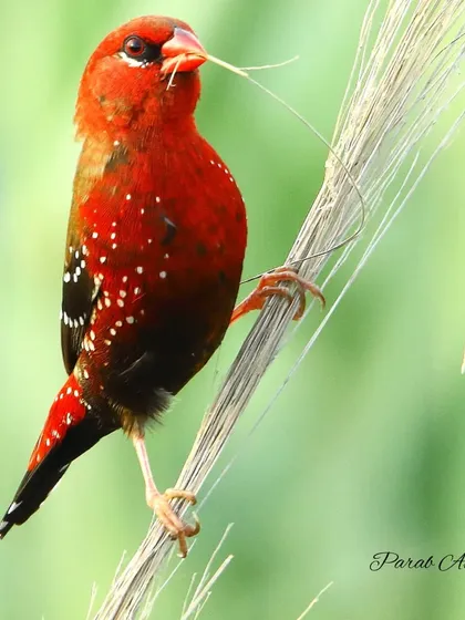 The Red Avadavat, or Strawberry Finch, is a tiny bird with an immense visual impact. This male, in his bright red breeding plumage, is a living jewel, a perfect example of how even the smallest creatures can be nature's greatest works of art.