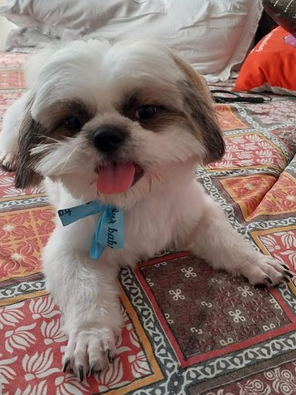 Relaxing at home after a convenient grooming session that came right to the door.