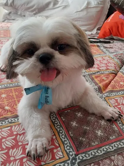 After a grooming session in the van, this little one is back to relaxing in the comfort of his own home, looking clean and feeling great.