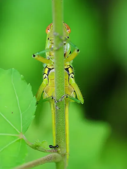 A grasshopper peers over a stem, its colorful eyes and body a small marvel. Despite their idling, they bring a certain madness and music to the mere grass.