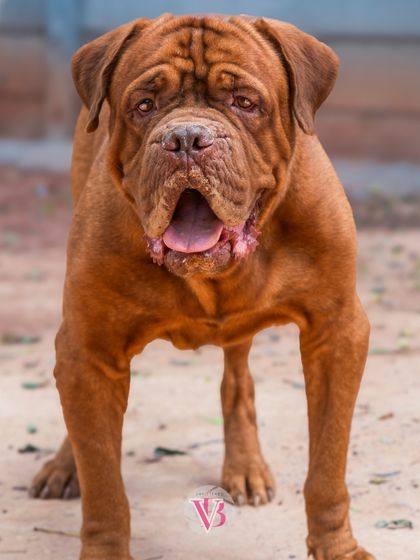 A majestic Dogue de Bordeaux, Rex, looking powerful and handsome.