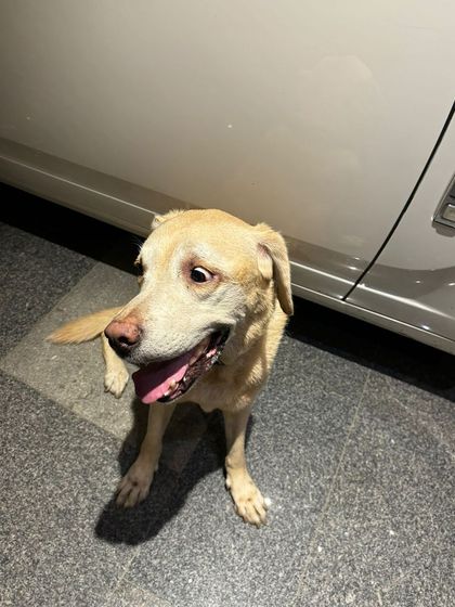 A full-body shot of the lost Labrador found in Sukhdev Vihar. Her happy, friendly demeanor is clear, and we are thrilled she is back home.