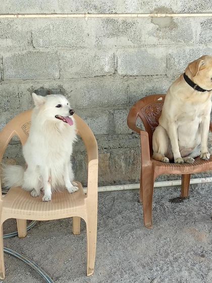 Petboro - Dog Boarding & Daycare Rest & Hydration Stations photo 4