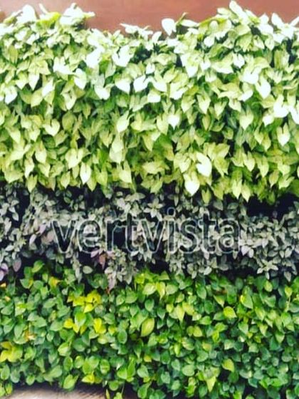 An outdoor wall featuring three distinct horizontal layers of different plant varieties. This striped pattern adds visual interest and showcases the diversity of plants that can be used in our exterior vertical gardens.