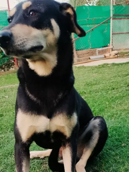 This handsome boy is alert and happy in our secure, fenced-in playground. Your pet's safety is always our top priority.