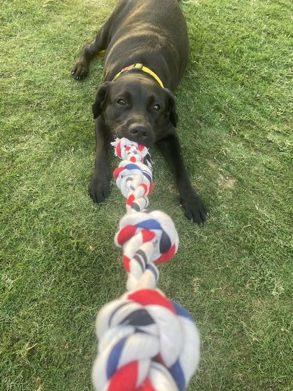 Ready for a game of tug? This is one of our favorite ways to engage with the dogs, providing both physical exercise and a fun bonding activity.