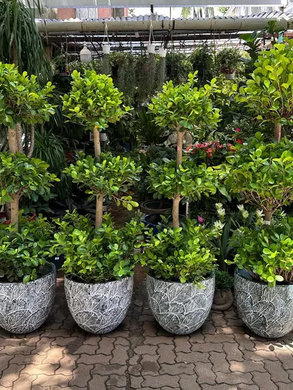 A stunning lineup of three-layer Ficus Panda topiaries. They are potted in lightweight fiber planters with a leaf-vein texture, creating a sophisticated and uniform look perfect for entrances or patios.