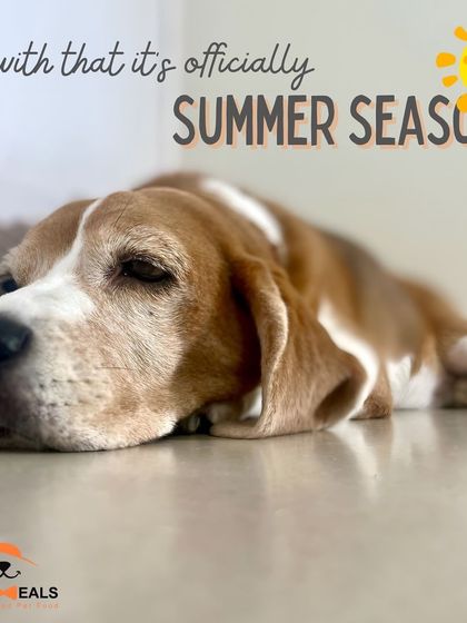 When my beagle Hazel starts sleeping on the cool floor, I know summer has arrived. It's a natural way for dogs to regulate their body temperature, and a reminder for us to focus on keeping them hydrated.