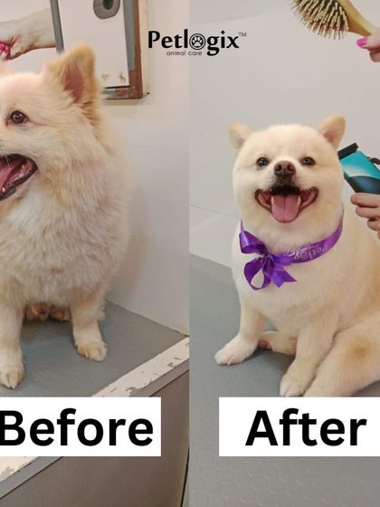A flawless cut for this little one. Notice the clean lines and the happy expression, a testament to a comfortable and professional grooming session.